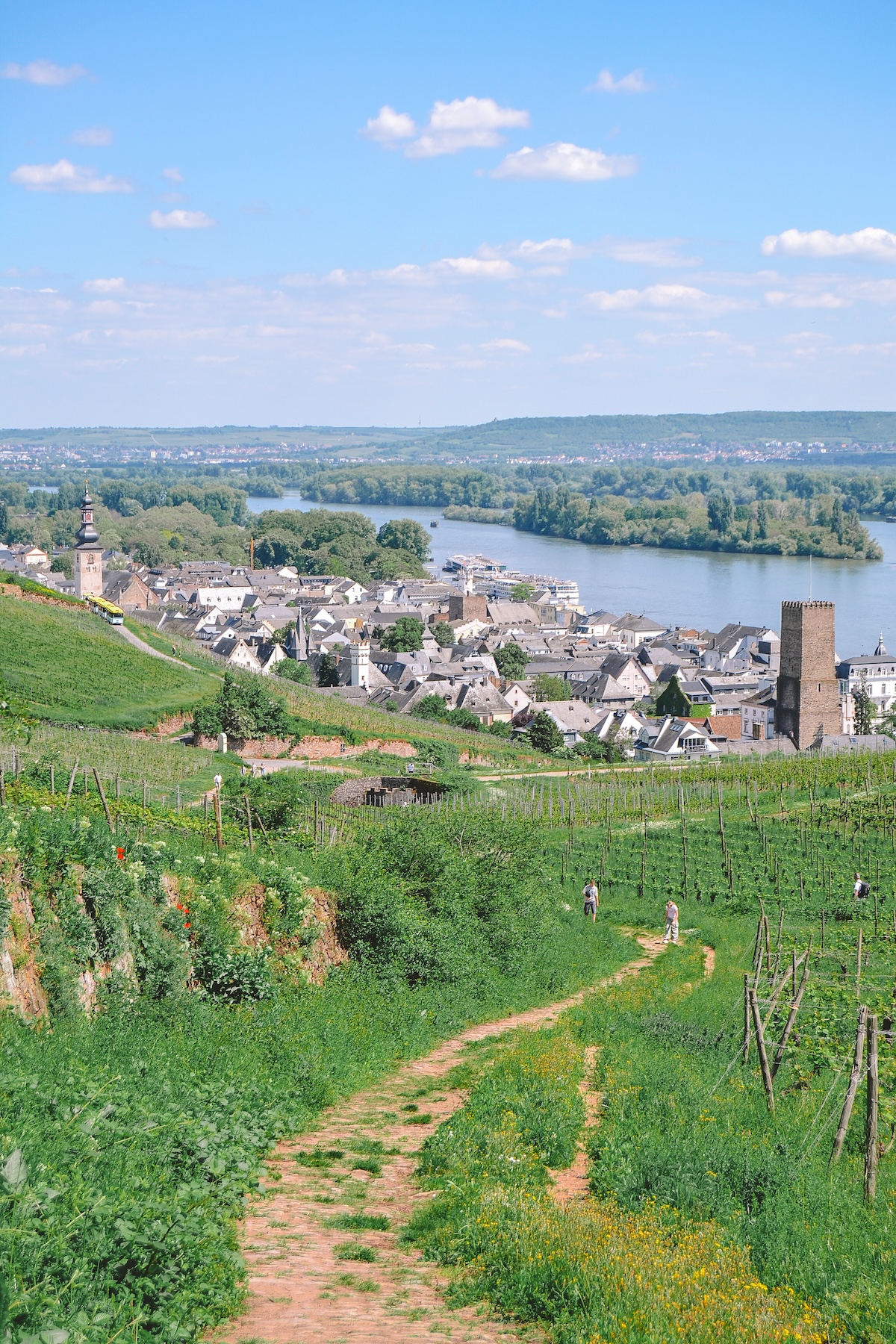 Vineyards on hills behind Rüdesheim am Rhein