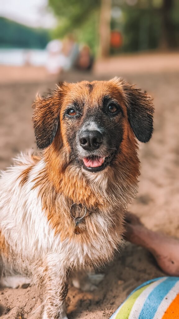 Dog at lake in Berlin