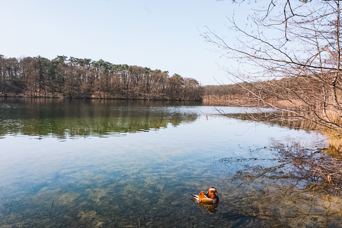 Schlachtensee in the early springtime 