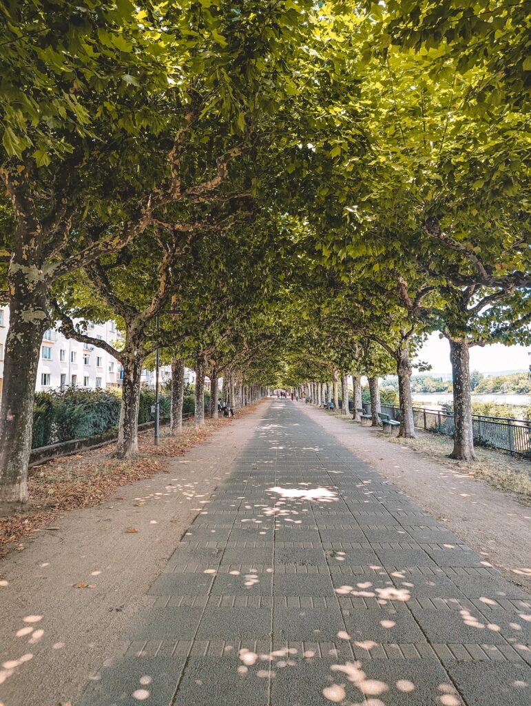 Path along the Rhine River in Mainz.