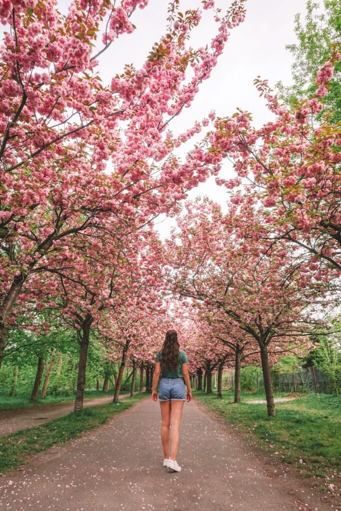 Woman looking down the cherry blossom path near Bornholmer Strasse in Berlin