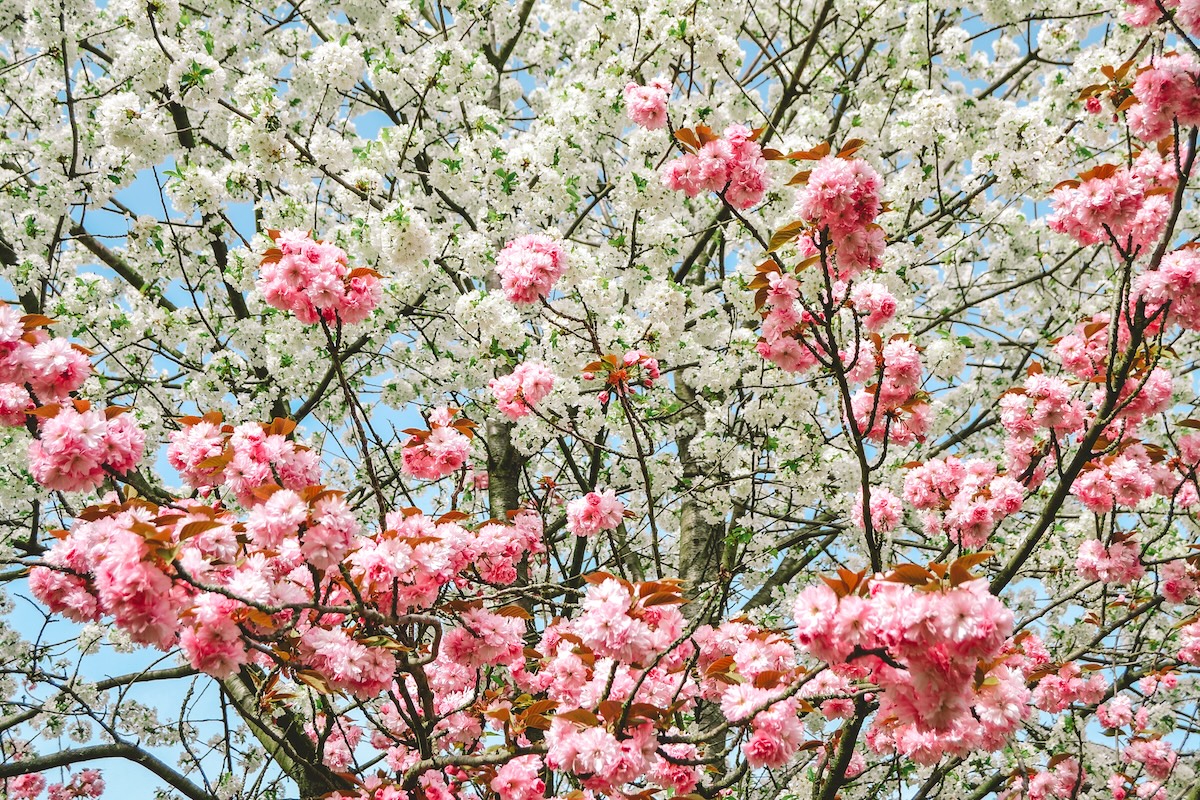 Pink and white blossoms on a cherry tree