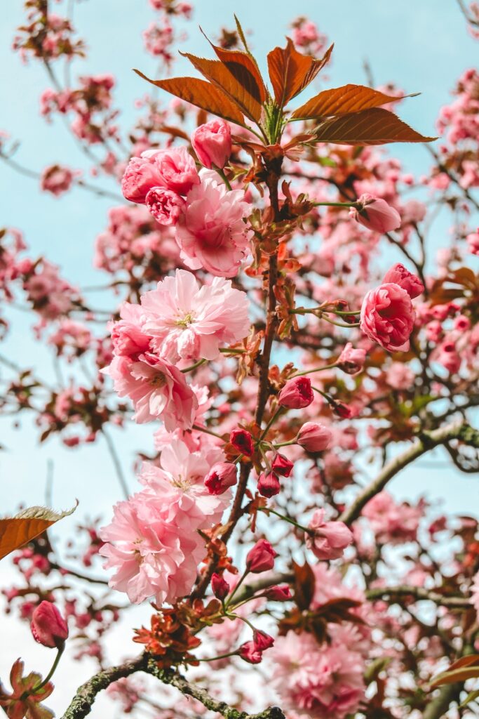 A branch with cherry blossoms on it