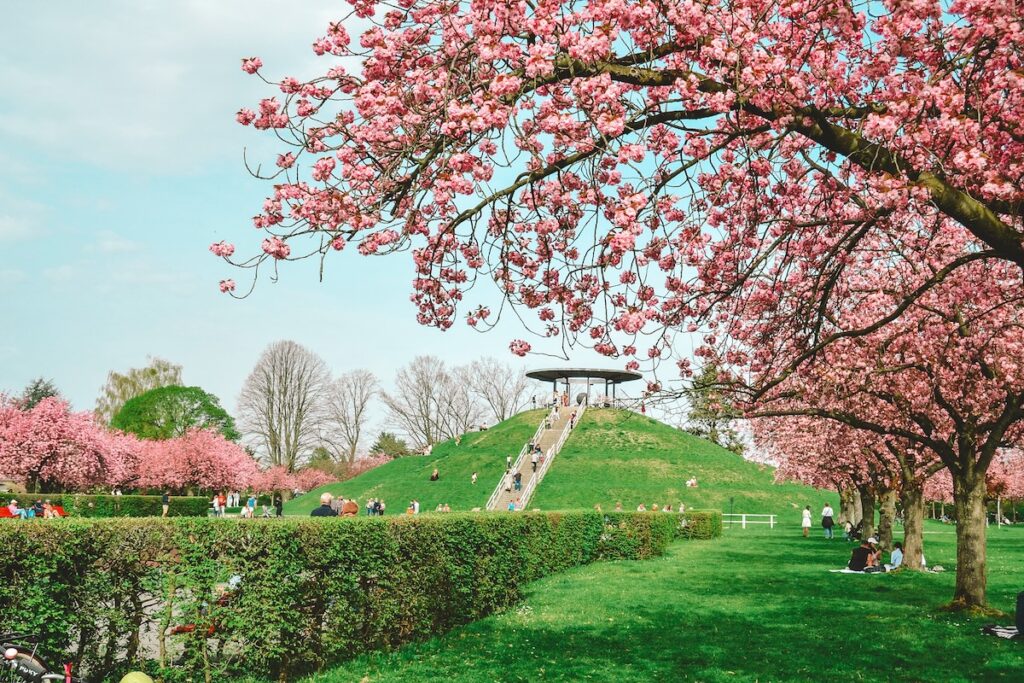 How to Visit the TVAsahi Cherry Blossom Avenue in Teltow