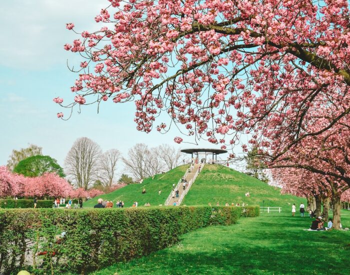 Cherry blossoms blooming at Lilienthal Park in Berlin