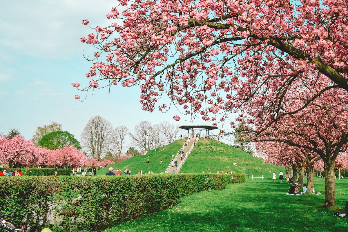 Cherry blossoms blooming at Lilienthal Park in Berlin