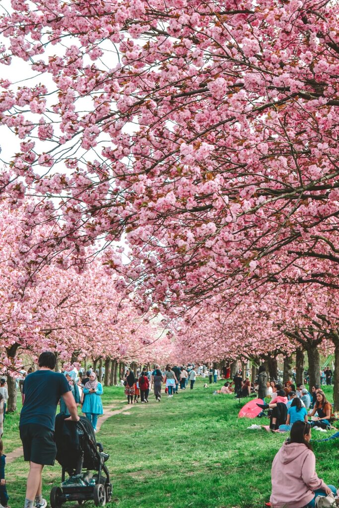 TV Asahi Cherry Blossom Avenue in Berlin