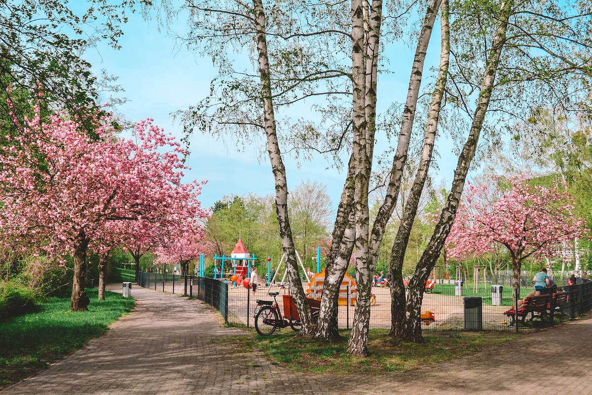 Cherry blossoms blooming at park in Teltow (Berlin)
