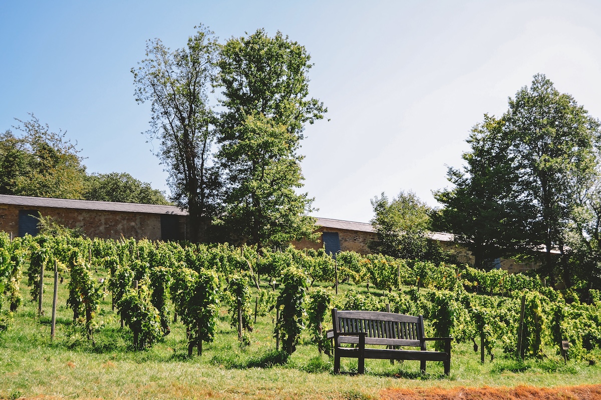 vineyards outside Eberbach Abbey