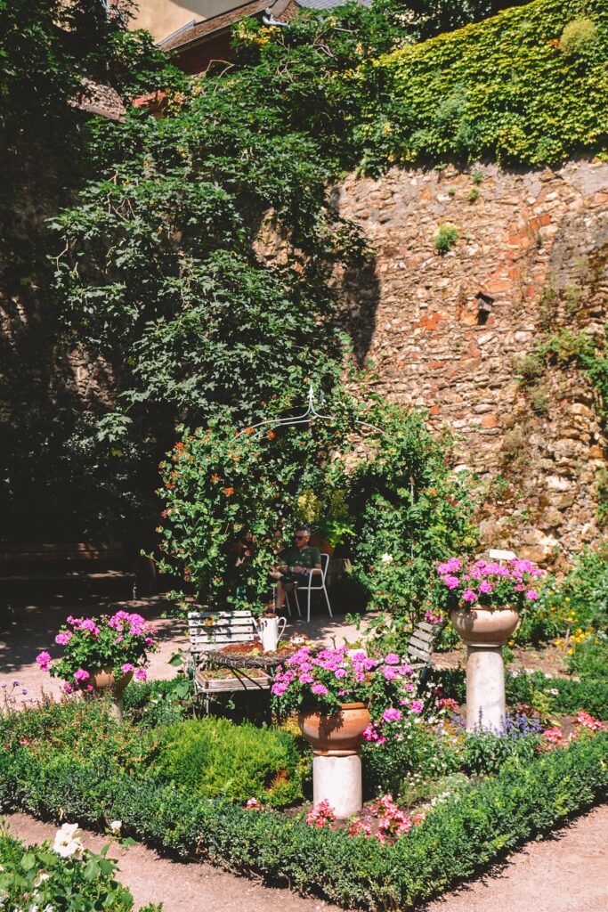part of the rose garden in Eltville am Rhein