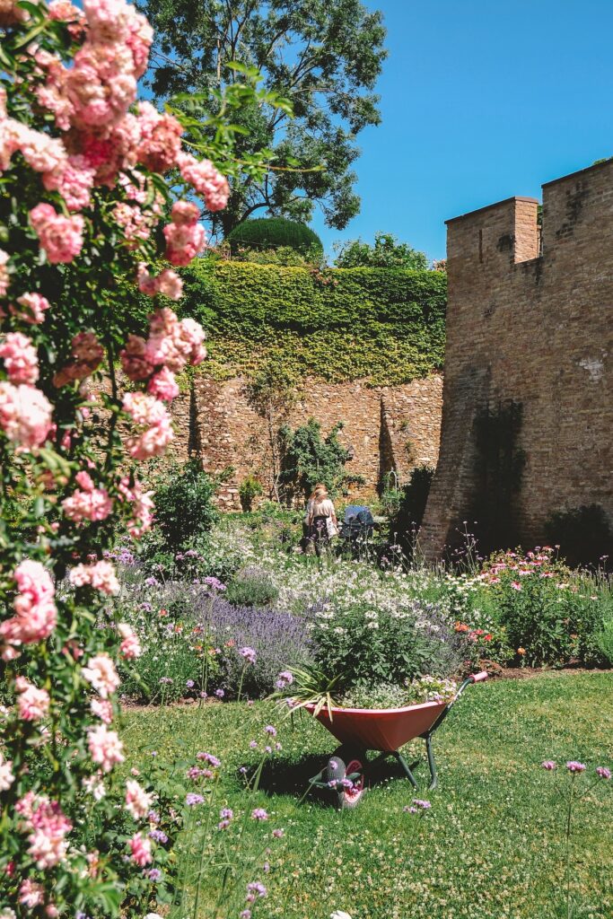 part of the rose garden in Eltville am Rhein